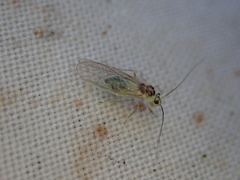 Stenopsocus