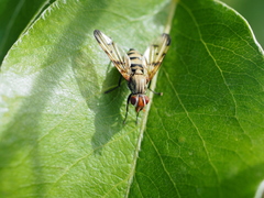 Otitini