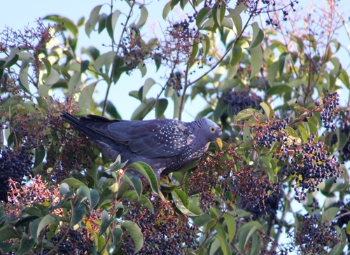 Rameron Pigeon