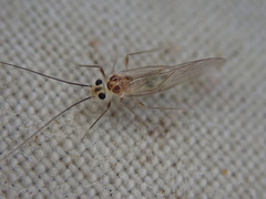 Stenopsocus