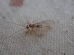 Stenopsocus