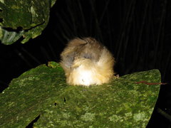 Malacocincla sepiaria