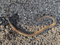 Gloydius ussuriensis