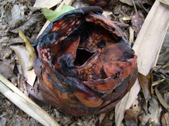 Rafflesia