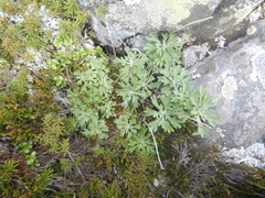 Artemisia lagocephala