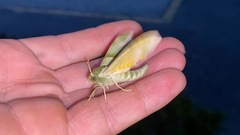 Callambulyx tatarinovii