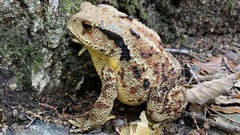Bufo sachalinensis