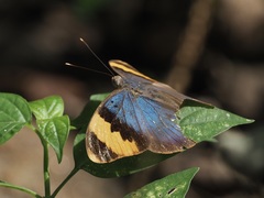 Euphaedra neophron