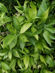 Angiospermae