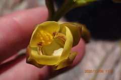 Eulophia platypetala