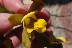 Eulophia platypetala