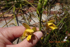 Eulophia platypetala
