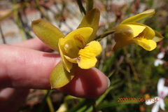 Eulophia platypetala