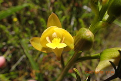 Eulophia platypetala