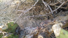 Cophosaurus texanus scitulus