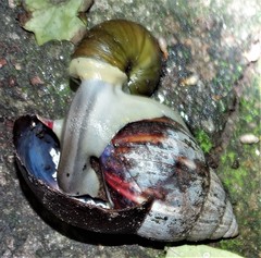 Natalina cafra