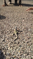 Cophosaurus texanus scitulus