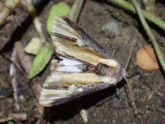 Cetola pulchra