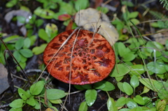 Suillus spectabilis