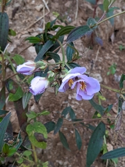 Osbeckia