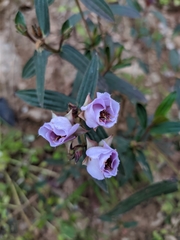 Osbeckia