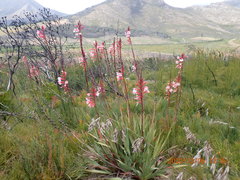 Watsonia fourcadei