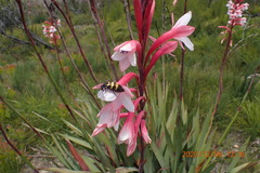 Watsonia fourcadei