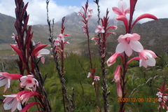 Watsonia fourcadei