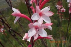Watsonia fourcadei