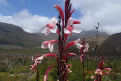 Watsonia fourcadei