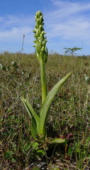 Platanthera huronensis
