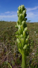 Platanthera huronensis