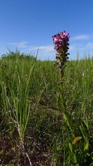 Pedicularis sudetica interior