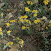 Helianthemum oelandicum stevenii - Photo (c) Aleksandr_Levon, μερικά δικαιώματα διατηρούνται (CC BY-NC), uploaded by Aleksandr_Levon