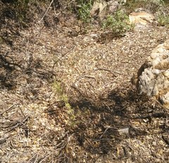 Aspidoscelis scalaris