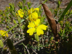 Hibbertia australis