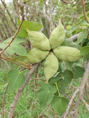 Sterculia rogersii image