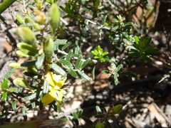 Hibbertia australis