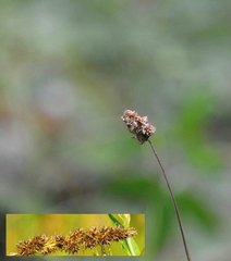 Carex sparganioides