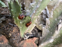 Euryope terminalis