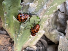 Euryope terminalis