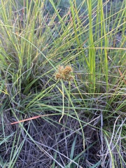 Cyperus decurvatus