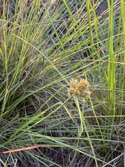 Cyperus decurvatus