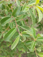 Ozoroa obovata elliptica