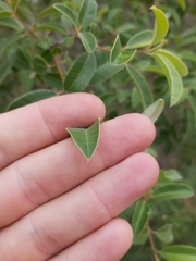 Ozoroa obovata elliptica