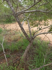 Ozoroa obovata elliptica