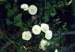 Convolvulus scammonia