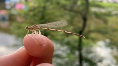 Platycnemis