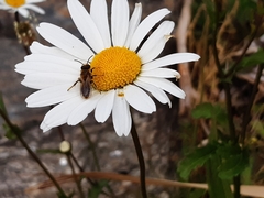 Leioproctus fulvescens