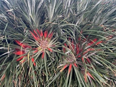 Fascicularia bicolor bicolor